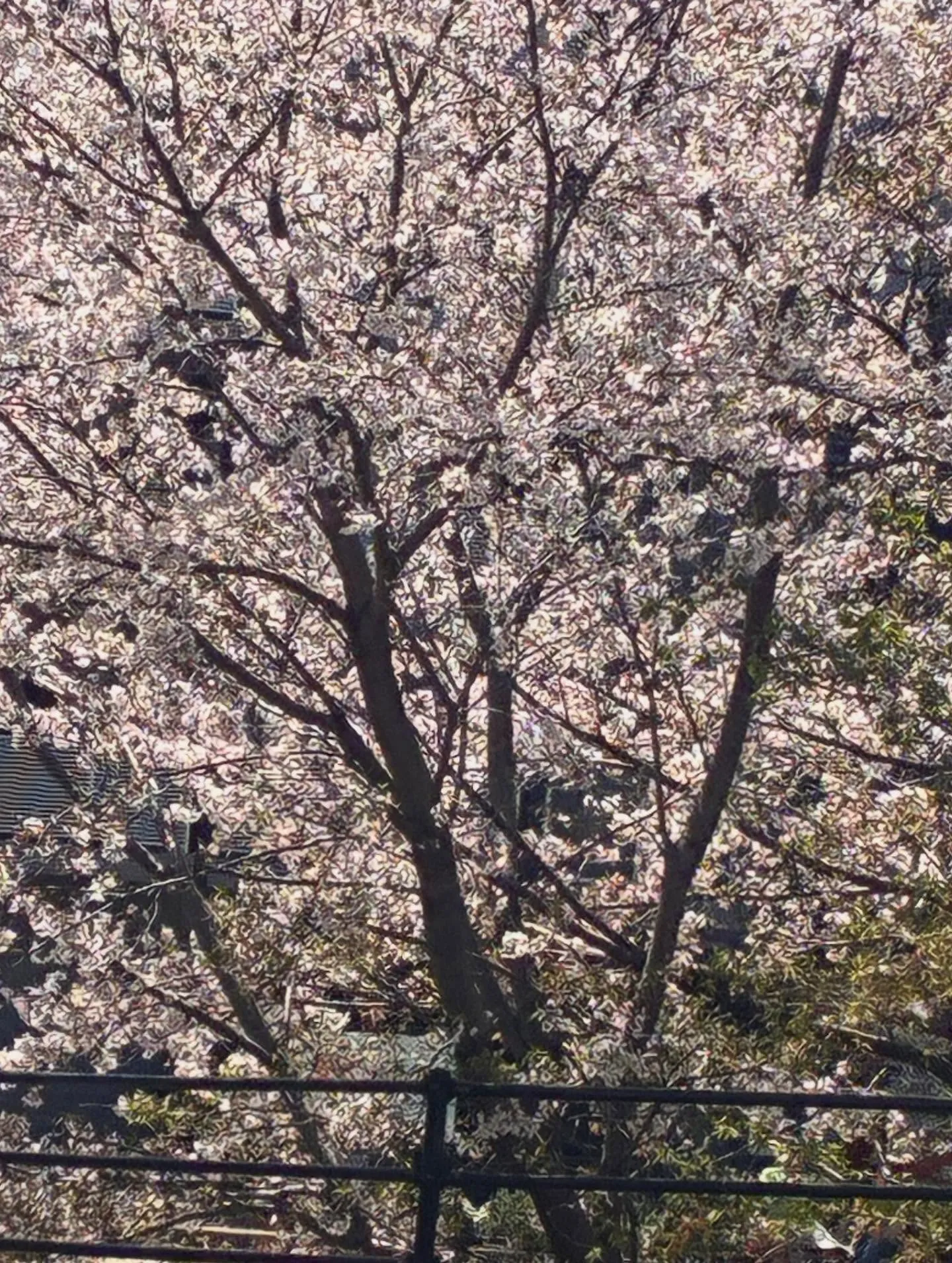 春から初夏にかけて、気候の変化に体が追いつけず、自律神経が乱...